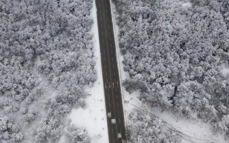 İstanbul'da Kar Yağışı Etkili Oldu, Aydos Ormanı Beyaza Büründü!