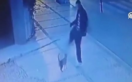 İstanbul Beşiktaş’ta Kediye Tekme Atan Zanlı Yakalandı