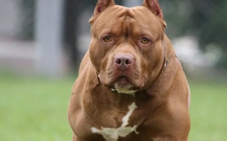 Türkiye'de Yasaklı Köpek Irkları Hangileri? Detaylar Açıklandı