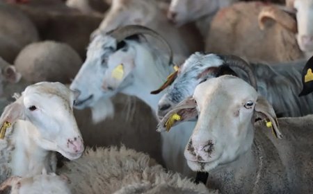 Kurban Bayramı İçin Geri Sayım Başladı: İşte Kalan Gün Sayısı