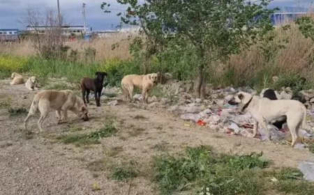 Türkiye'nin Kanayan Yarası: Başıboş Köpekler Mezarlıklarda Sürü Halinde Geziyor