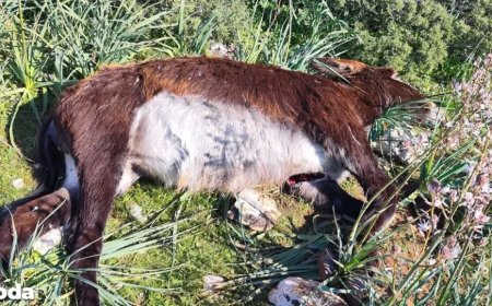 Kuzey Kıbrıs’ta 14 eşek vahşice katledildi: Tepkiler çığ gibi büyüyor