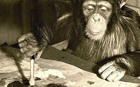 Şempanze Kültüründe Kayıp: Tek Bir Bireyin Ölümüyle Jestler Yok Oldu