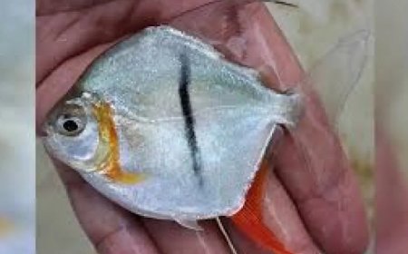 Amazon’da Yeni Keşif: Vejetaryen Beslenen Piranaya 'Sauron' İsmi Verildi