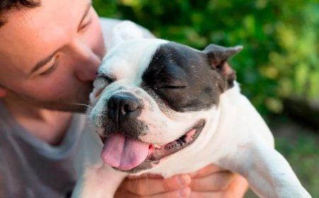 Köpekler, İnsanlar Gibi, Göz Kırpışıyla Bağ Kurabiliyor