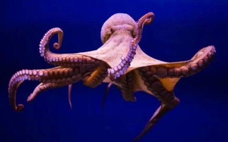 Rüyada Ahtapot Görmek: Karmaşık Durumlar ve Bağımlılıkların Simgesi