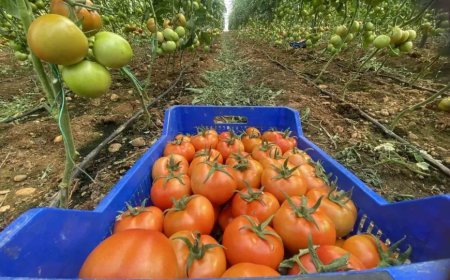 Antalya'da Güncel Sebze ve Meyve Fiyatları Açıklandı: En Pahalı ve En Ucuz Ürünler