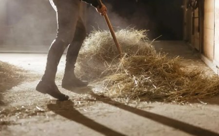 Rüyada Ahır Görmek: Maddi Kazançtan Huzura, İslami ve Psikolojik Yorumlar