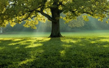 Rüyada Ağaç Görmek: Sağlık, Huzur ve Yaşamın Derin Anlamları