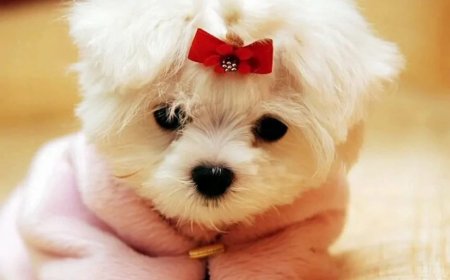 Rüyada Yavru Köpek Görmek: Sevgi, Sadakat ve Yeni Başlangıçların İşareti mi?