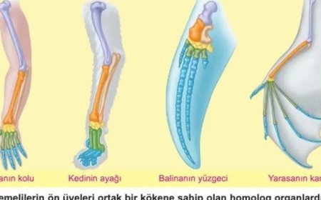 Farklı Türlerde Aynı Kemik Yapısı: Homoloji ve Homoplazi Nedir?