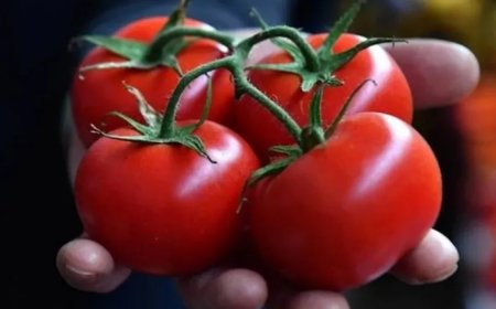 Gümrüklerde virüslü domates tohumları alarmı: Son 45 günde 6 kez tespit edildi