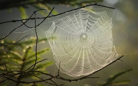 Örümcek Ağı Çelikten Daha Güçlü! Doğanın Mükemmel Mühendisliği