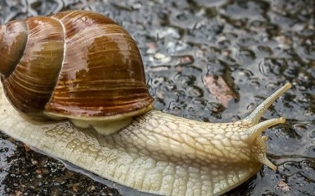 Salyangozlar 3 Yıla Kadar Uyuyabilir! Bu Uzun Uyku Onlara Nasıl Fayda Sağlıyor?
