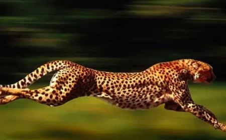 Çitalar Saatte 120 Km Hıza Ulaşabiliyor! Dünyanın En Hızlı Kara Hayvanı