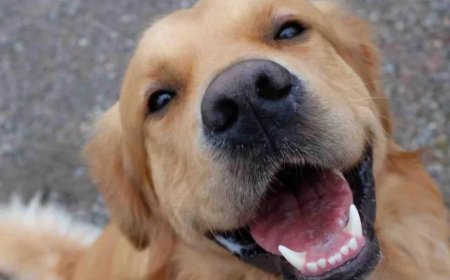 Köpeklerin Bıyıkları Olmazsa Ne Olur? İşte Hayati Önemi!