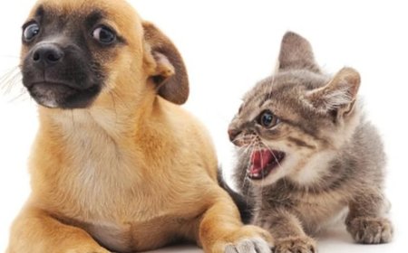 Kediler ve Köpekler Gerçekten Geçmişlerini Hatırlıyorlar mı?