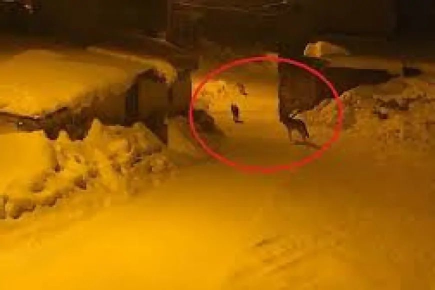 Bayburt'un Karayaşmak Köyü'nü kurt sürüsü sardı! Muhtar ahıra giderken tehlikeyi fark etti