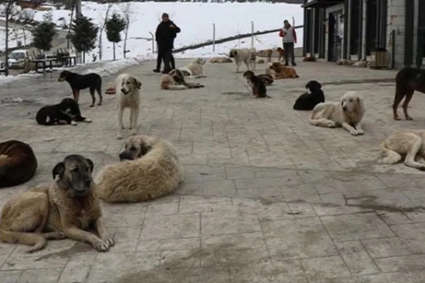 Başıboş Köpekler Mezarlıklarda Sürü Halinde Geziyor, Vatandaşlar Tedirgin