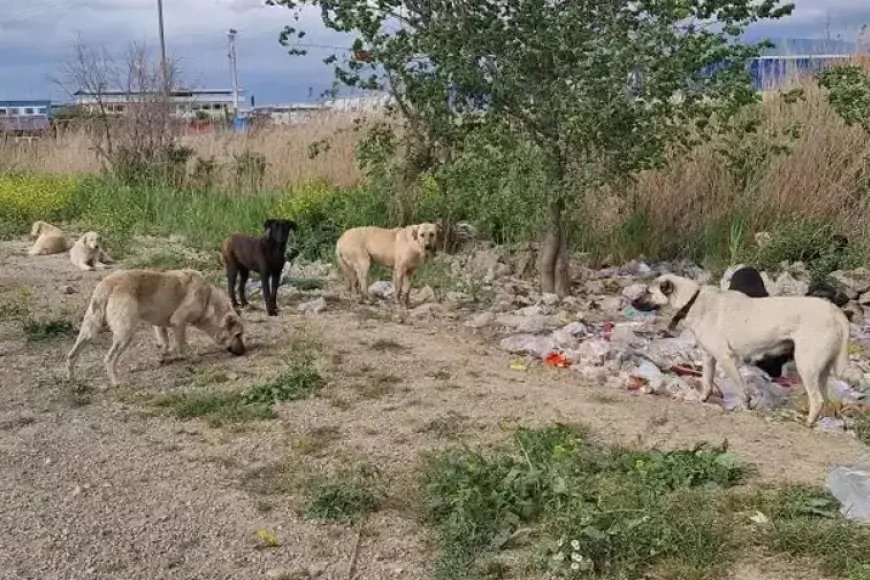 Türkiye'nin Kanayan Yarası: Başıboş Köpekler Mezarlıklarda Sürü Halinde Geziyor