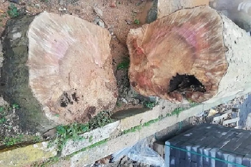 Çınar Ağaçlarını Tehdit Eden Ölümcül Hastalık: Çınar Kanseri Nedir?