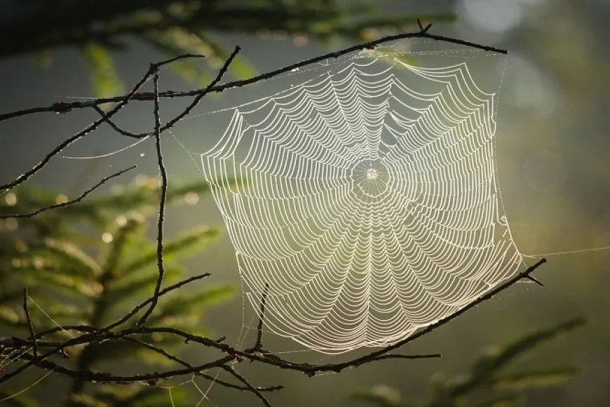 Örümcek Ağı Çelikten Daha Güçlü! Doğanın Mükemmel Mühendisliği