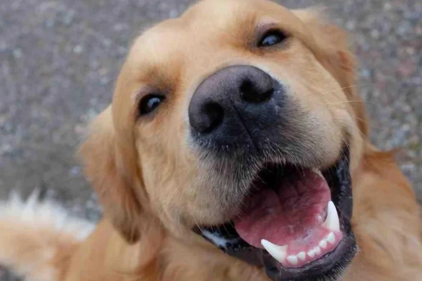 Köpeklerin Bıyıkları Olmazsa Ne Olur? İşte Hayati Önemi!