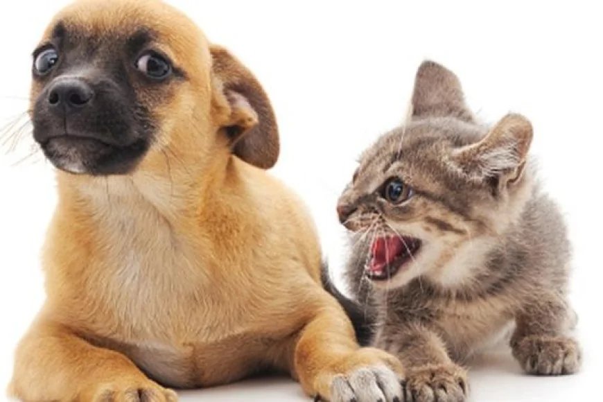 Kediler ve Köpekler Gerçekten Geçmişlerini Hatırlıyorlar mı?